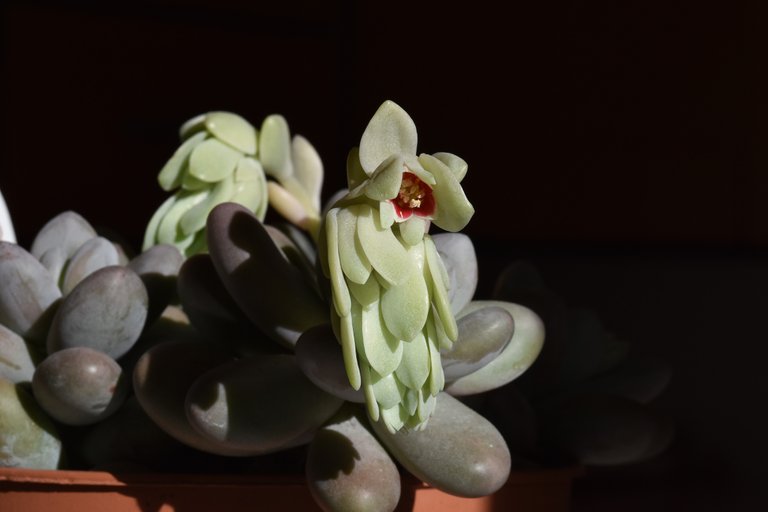 Pachyphytum oviferum flowers.jpg