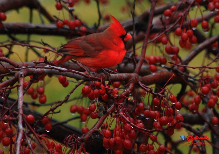 Northern Cardinal IMG_0481.JPG