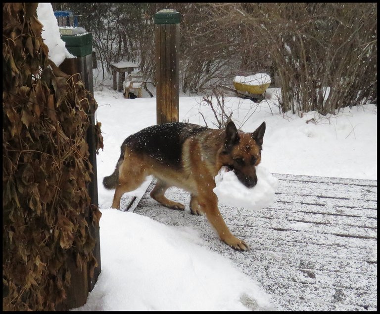 snowing Bruno Bringing big snowy log onto deck.JPG