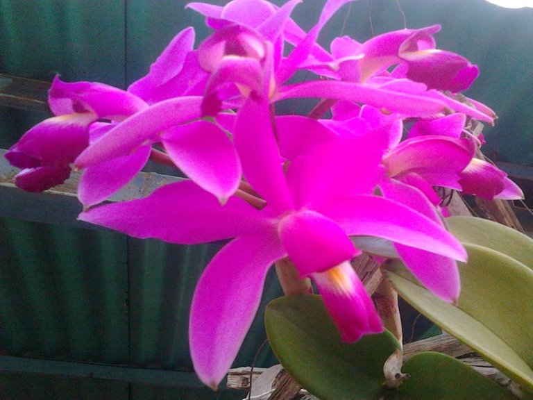 orquidea 2.jpg