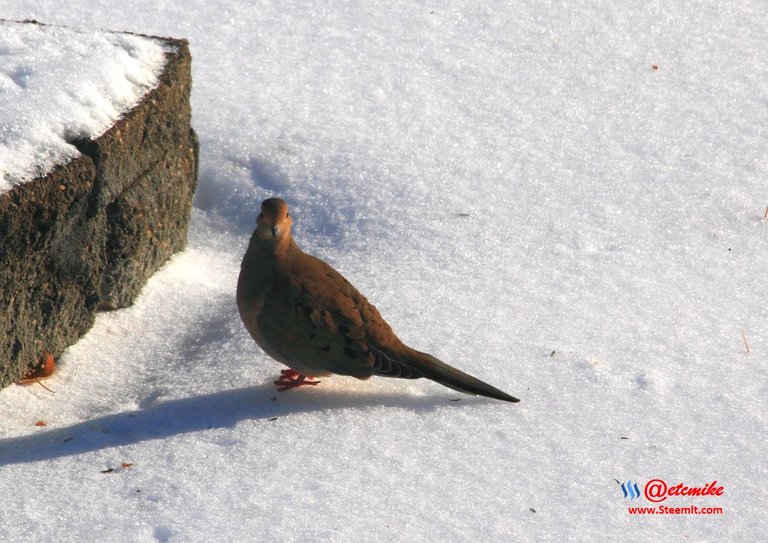 Mourning Dove IMG_0072.JPG