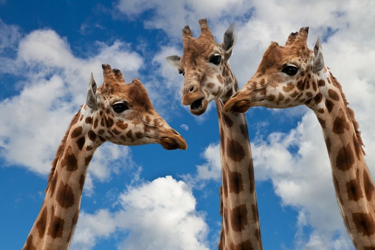 giraffes-627031_1920.jpg