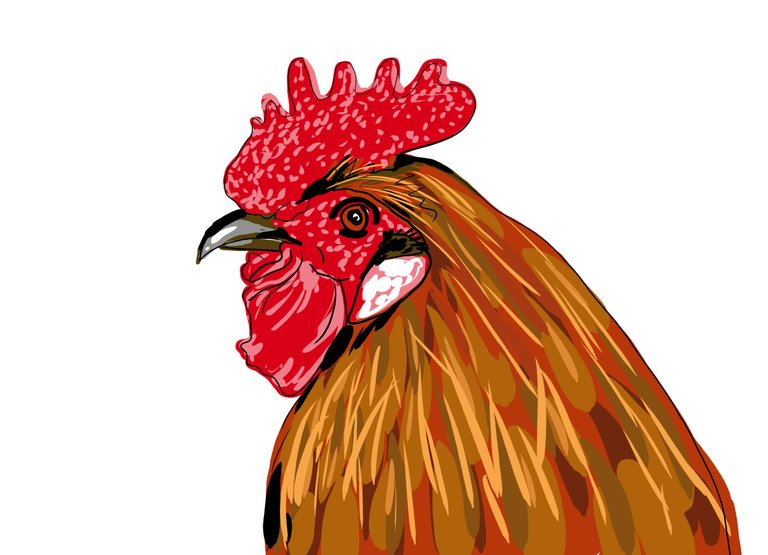 rooster(570).jpg