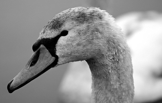 swan-3028673_640.jpg