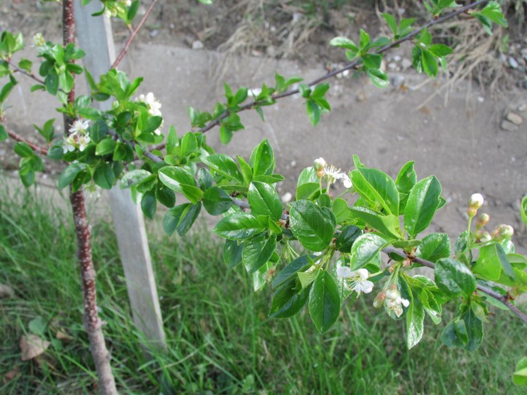 plum tree.JPG