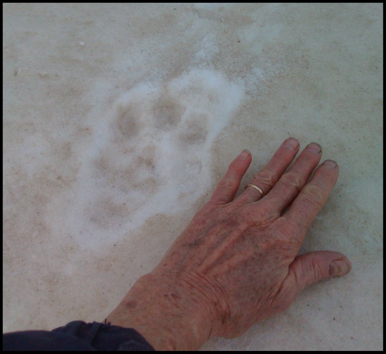 my hand in comparison to lynx paw print.JPG