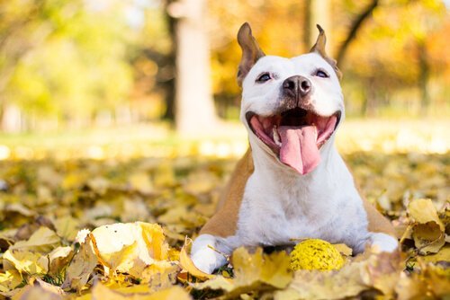 feliz-vida-con-tu-perro.jpg