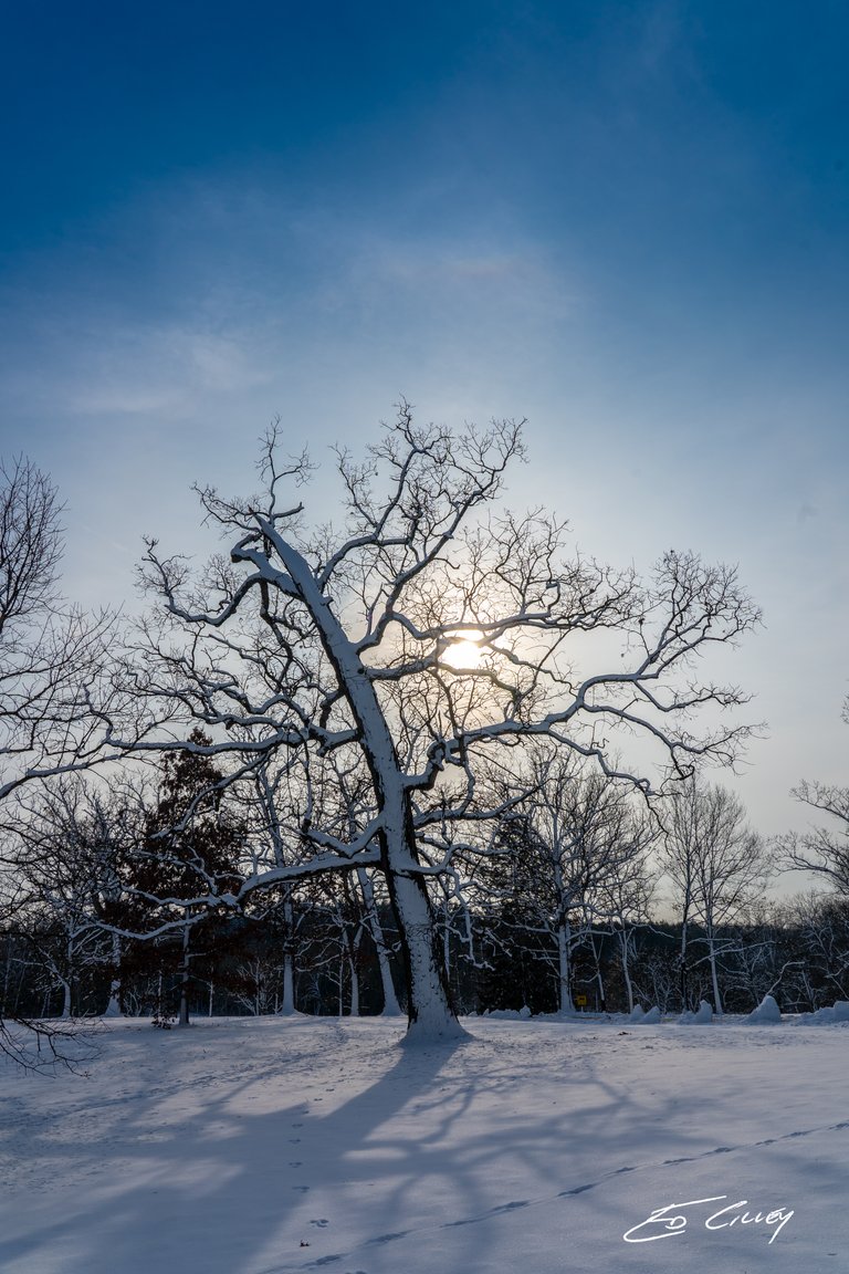 Arboretum_s-00862_Low sun behind Oak.jpg