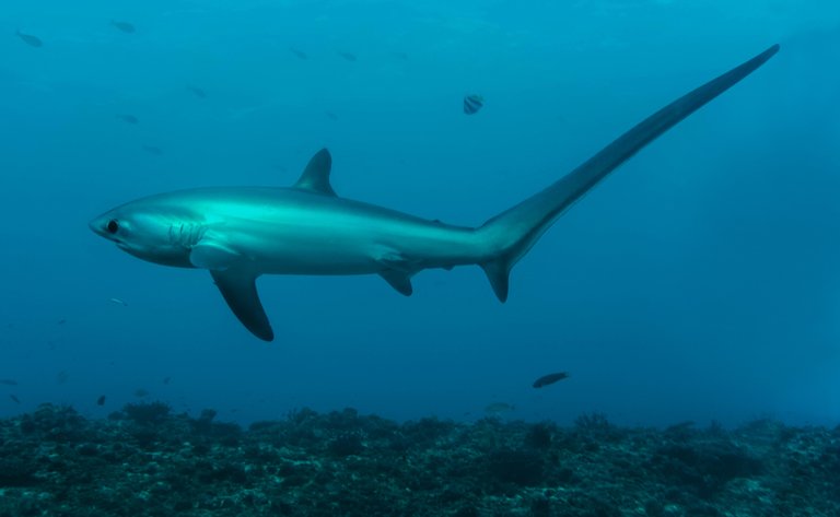 thresher-shark-full-body.jpg