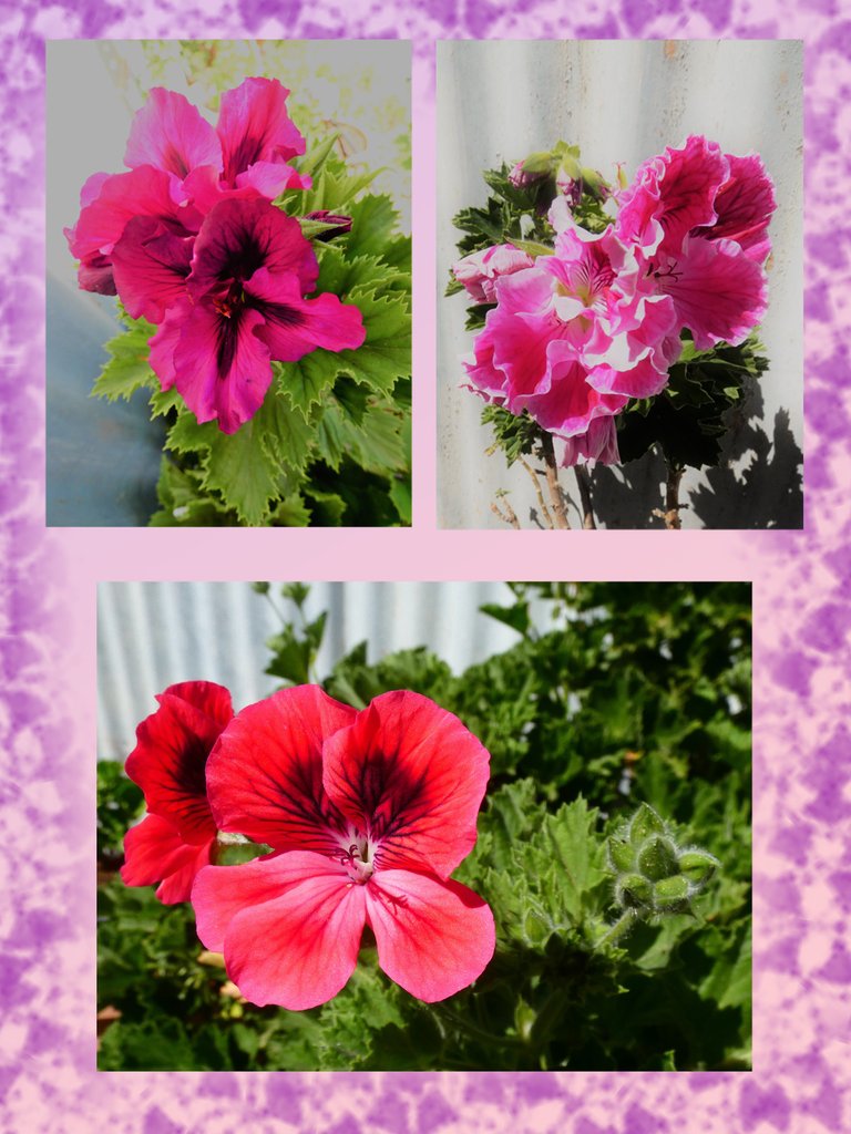 geranium4.jpg