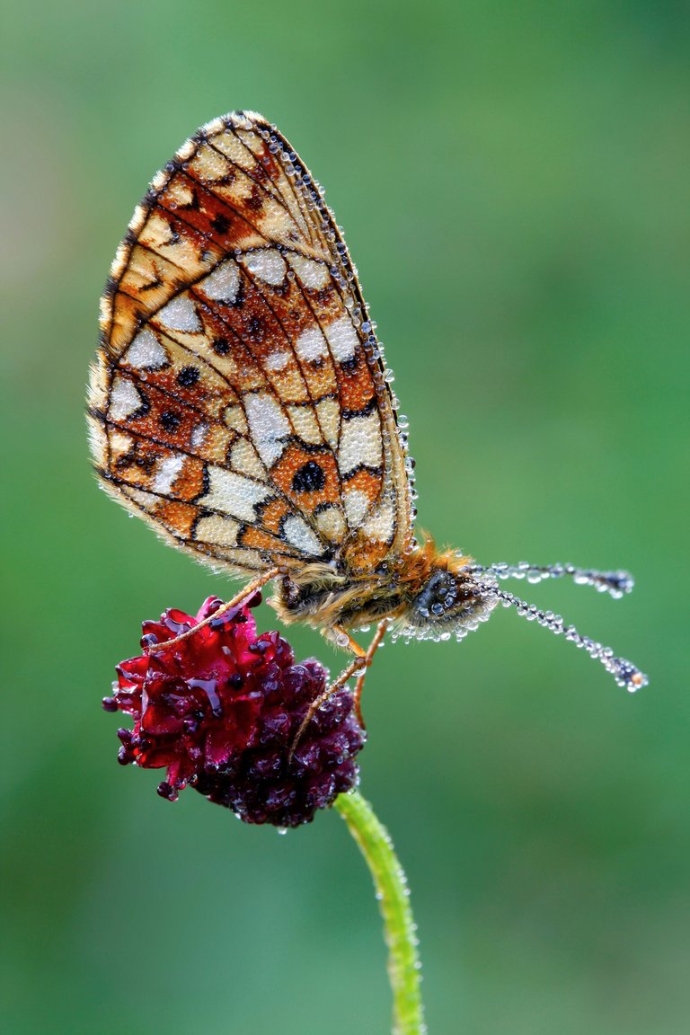 schmetterling-001.jpg