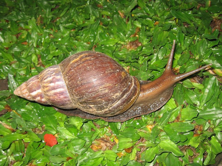 1200px-Snail_in_Ubud,_Bali,_2010_(1).jpg