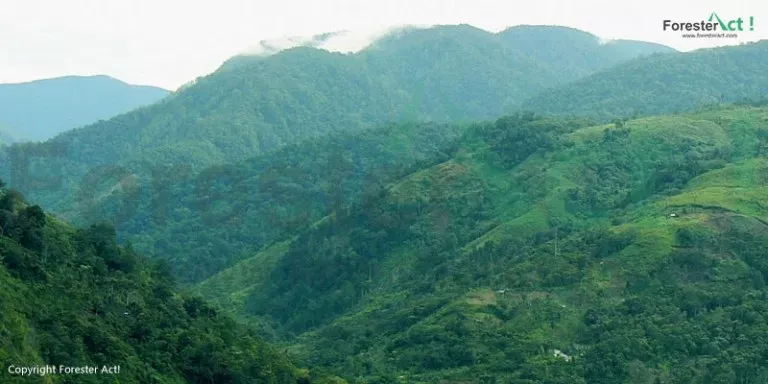 Gunung-Leuser-di-Taman-Nasional-Gunung-Leuser.jpg