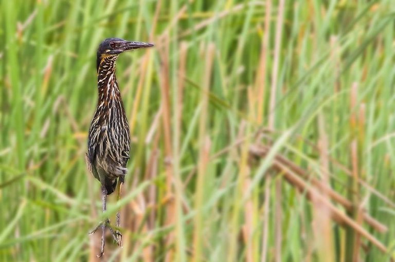 Black Bittern (Ixobrychus flavicollis).jpg