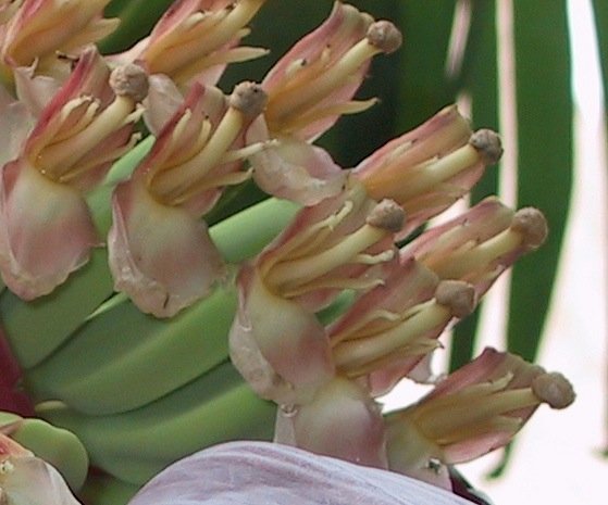 M._acuminata_x_balbisiana_female_flower_detail.jpg