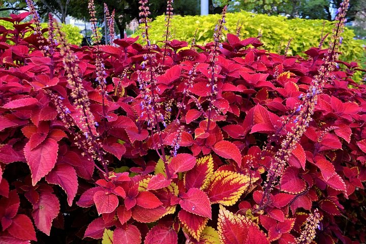 red-coleus-plants-2984364__480.jpg