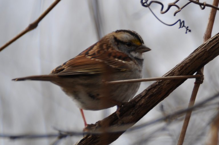 DSC_0066.JPG
