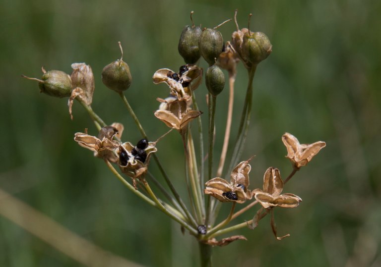 Seed Pods.jpg