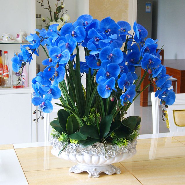 20-Pcs-Azul-Borboleta-Flor-Da-Orqu-dea-phalaenopsis-Sementes-DIY-In-cio-Jardim-Plantas-Perenes.jpg_640x640.jpg