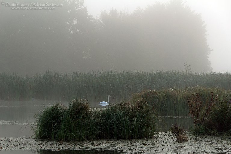 PA002-Lonely_white_swan.jpg