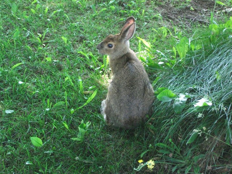 Bunny 056.JPG