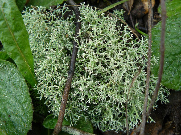 lichen lumix 1.jpg