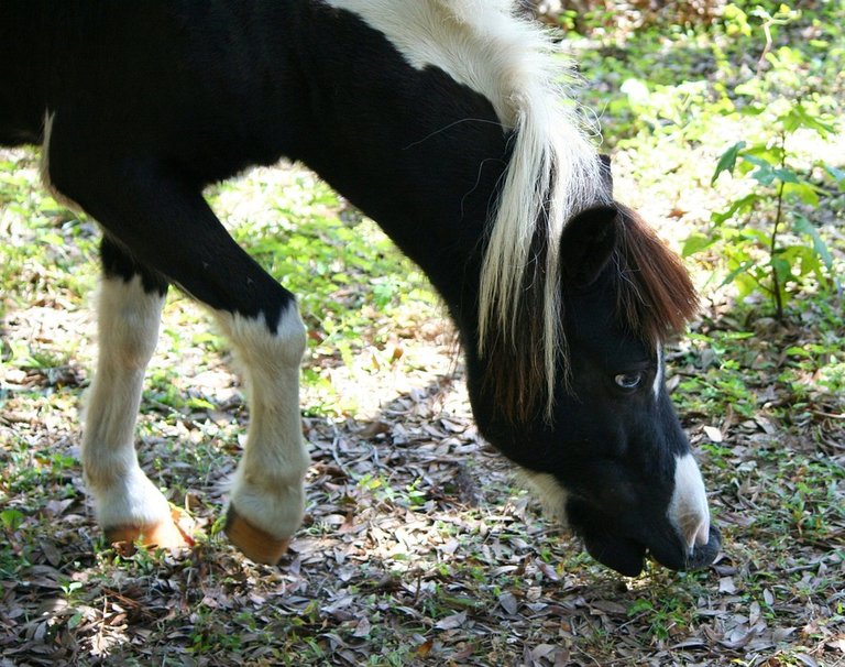 minature-horse-58422_960_720.jpg