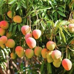 mango-plant-250x250.jpg