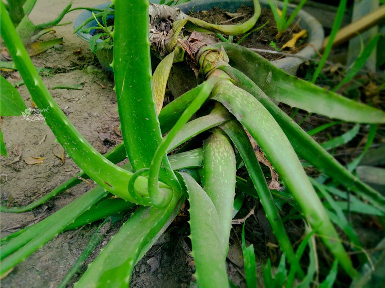 Aloe Vera6.jpg