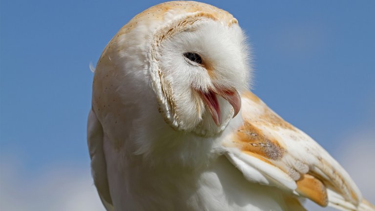 Barn Owl 12.jpg