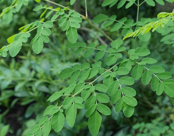 moringa2.png