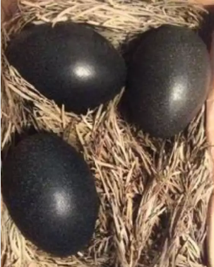 eggs.png