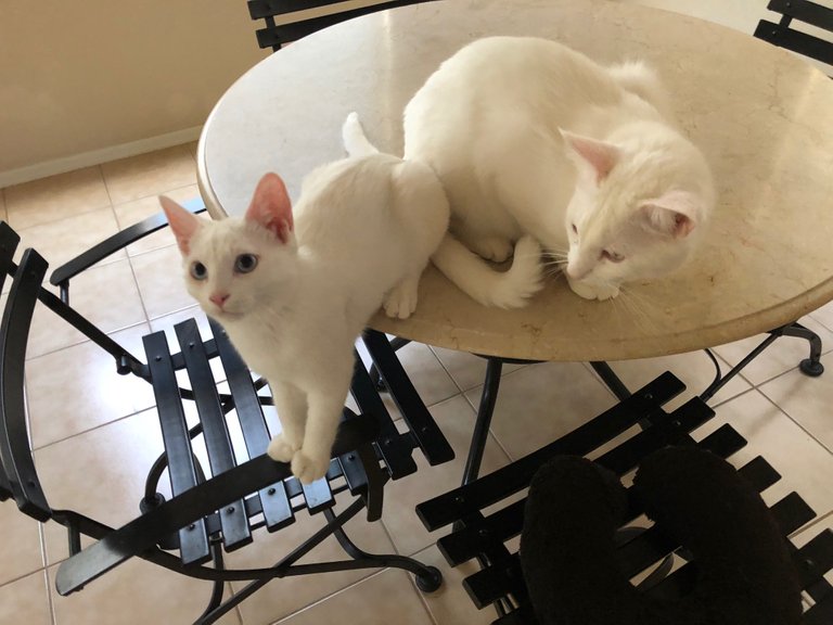 kitties on table.jpg