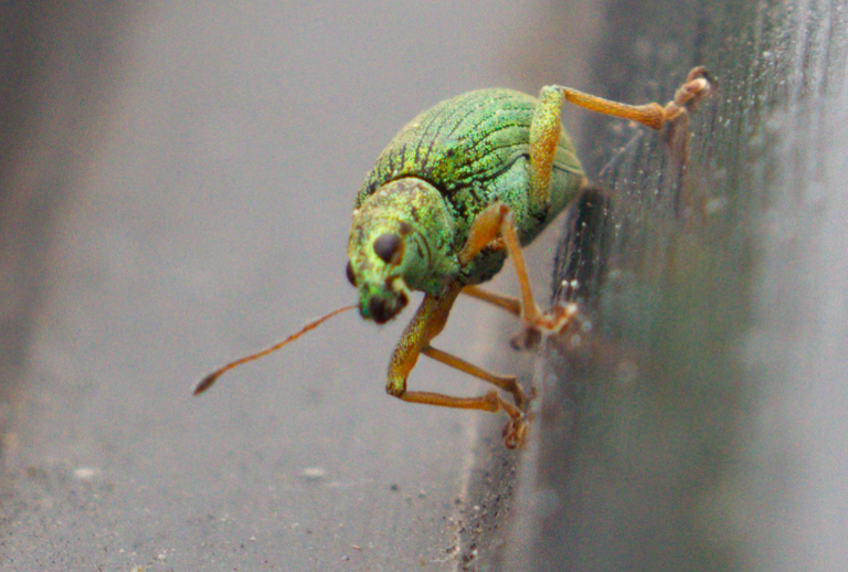 greenBug3Slice1.png