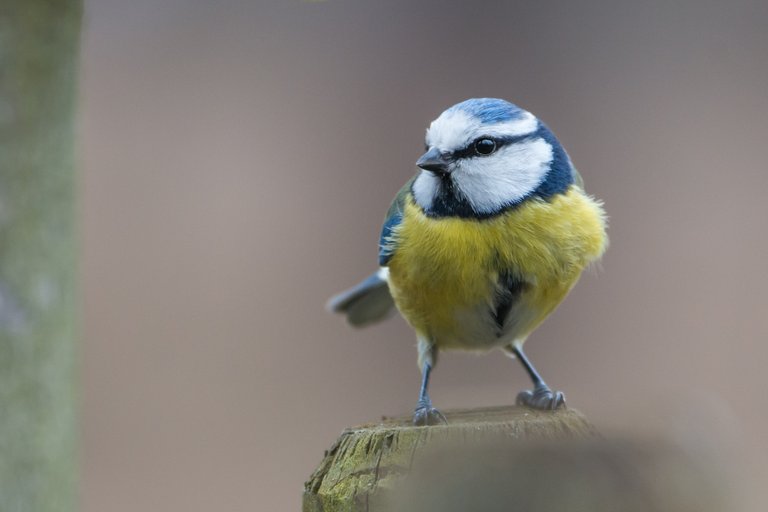 nature-branch-bird-wildlife-beak-yellow-1209987-pxhere.com.jpg