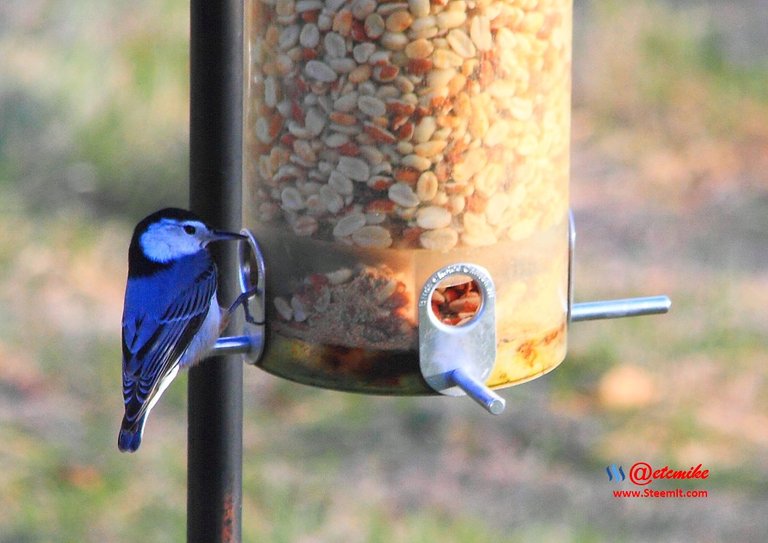 White-breasted Nuthatch PFW0159.JPG