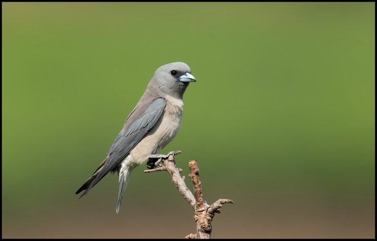 Ashy Woodswallow (Artamus fuscus).jpg