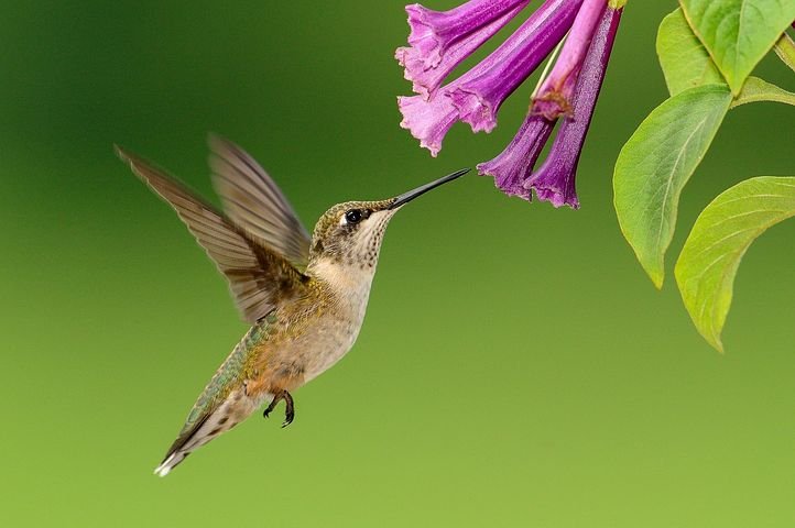 hummingbird-1056383__480.jpg