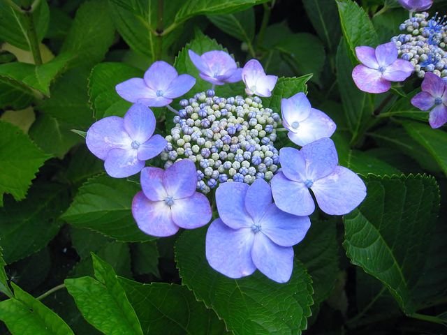 hydrangea-1398725__480.jpg