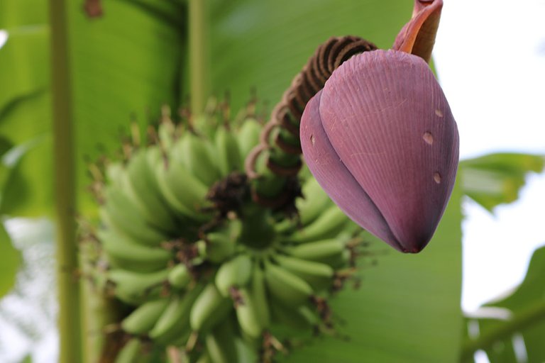 banana-bud-2018-07-20.jpg