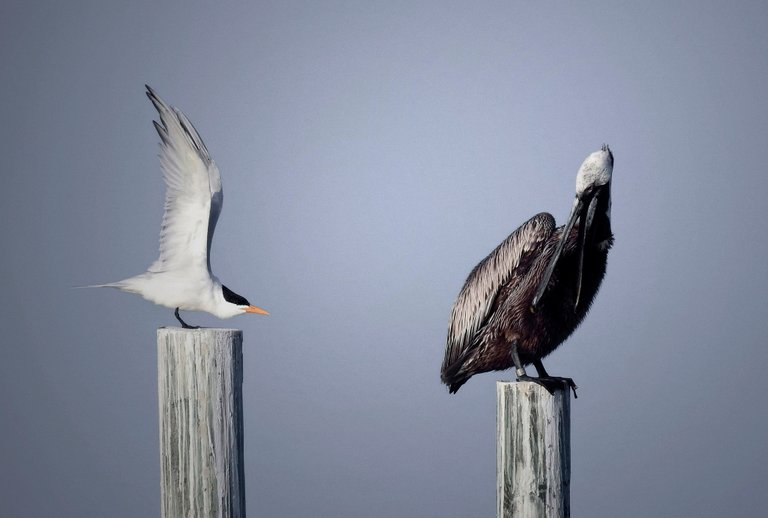 pelicans7FINAL.jpg