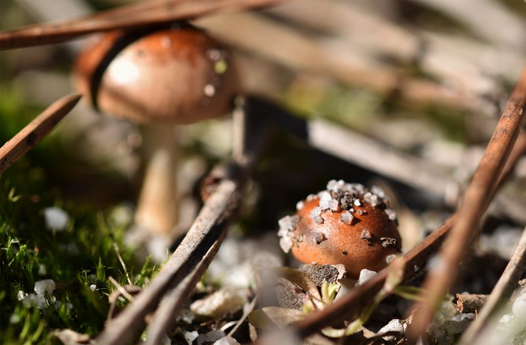 mushrooms two in sand 1.jpg