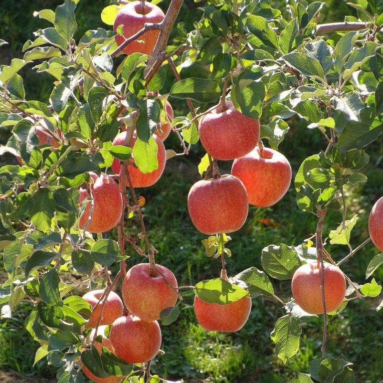 fuji-apple-tree-800x800.jpg