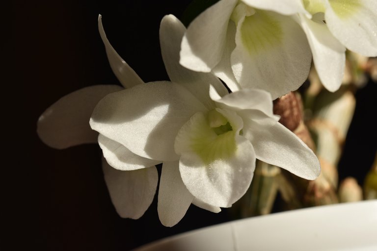 dendrobium pocket lover orchid multi flowers 4.jpg