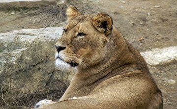 8p6cgino_lioness_625x300_21_October_18.jpg