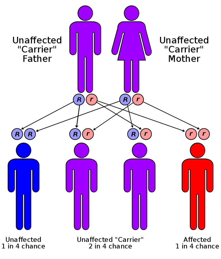 875px-Autorecessive.svg.png