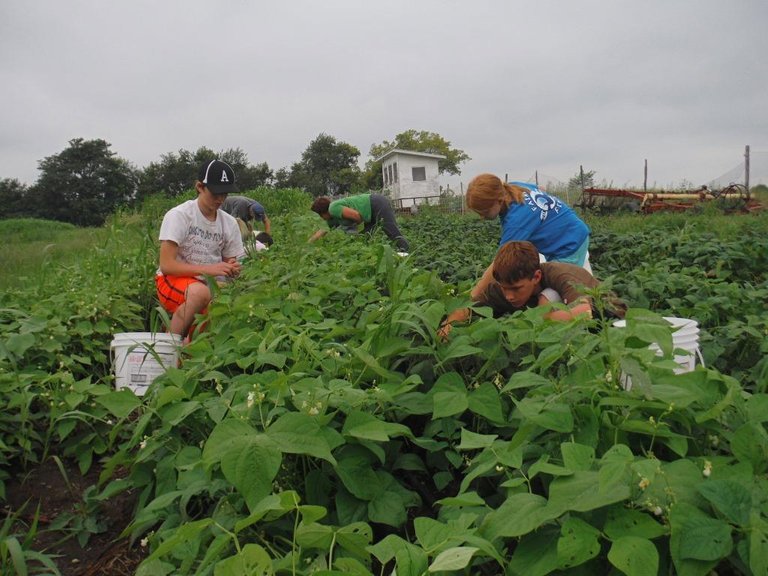 csa-bean-pick-081614-Copy.jpg