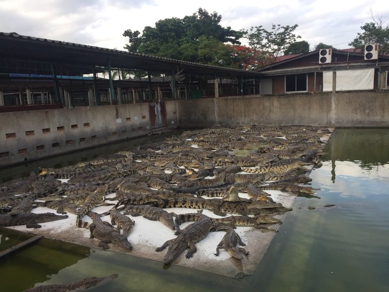 Samutprakarn Crocodile Farm and Zoo14.jpg