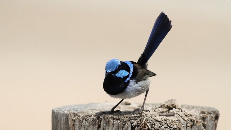 Aves Passeriformes Maluridae Malurus cyaneus n2 Superb Fairywren Narawntapu 2017-11-01(1).jpg