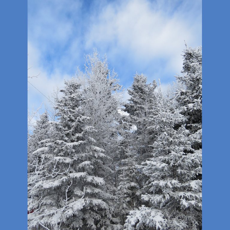 beautiful hoar frosted and snowy group of evergreens.JPG